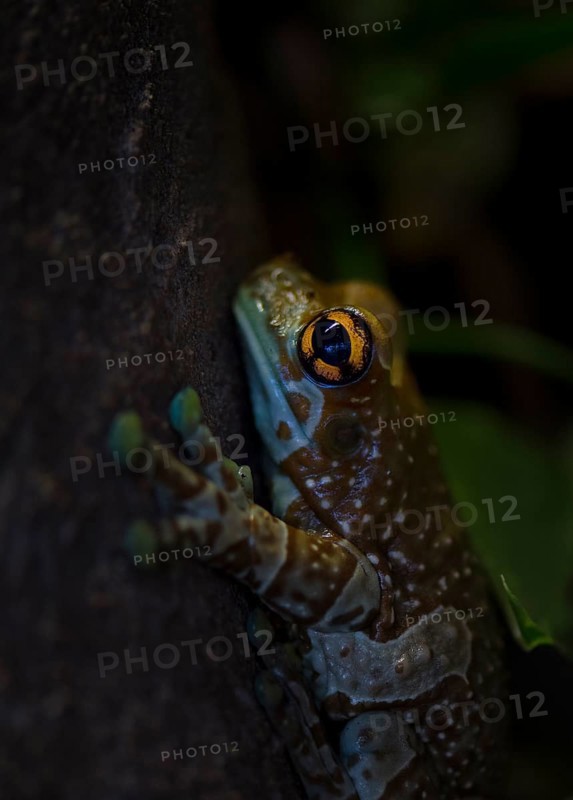 Mission golden-eyed tree frog