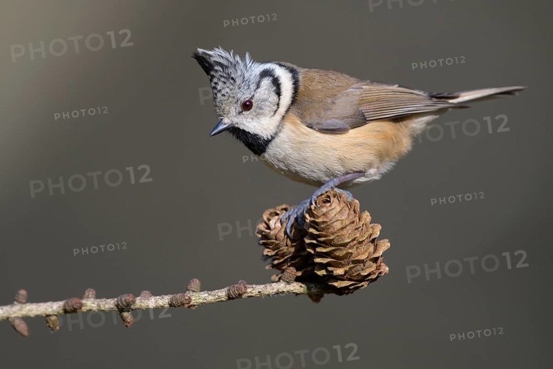 Crested tit