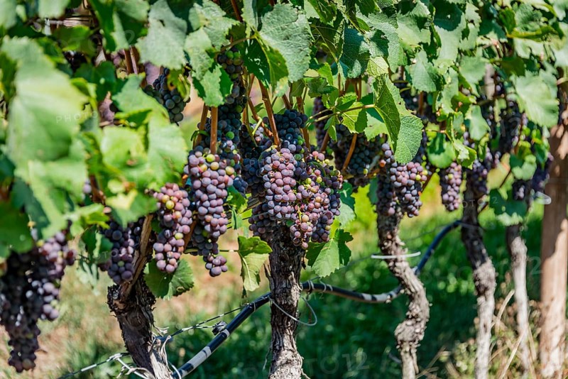 Blue grapes