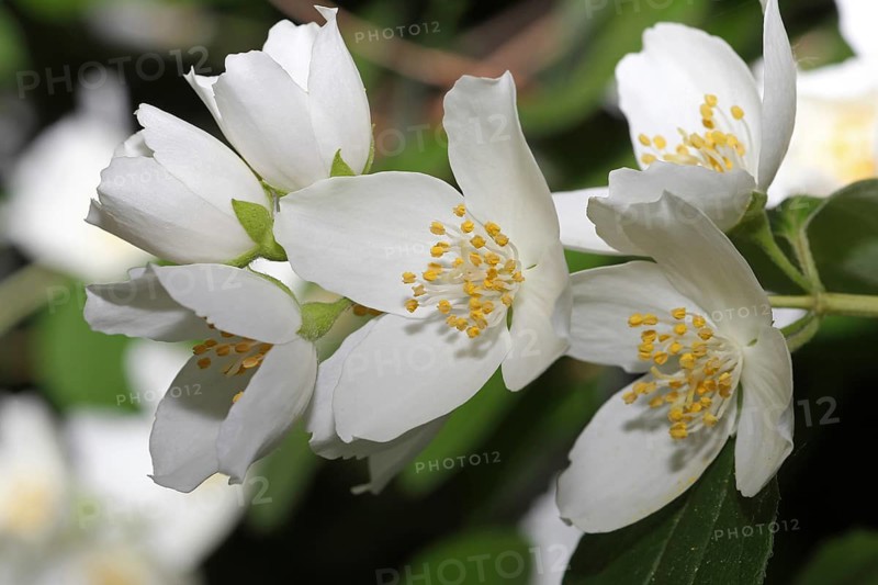 English dogwood or sweet mock-orange