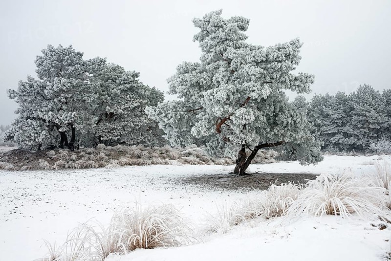 Pine trees