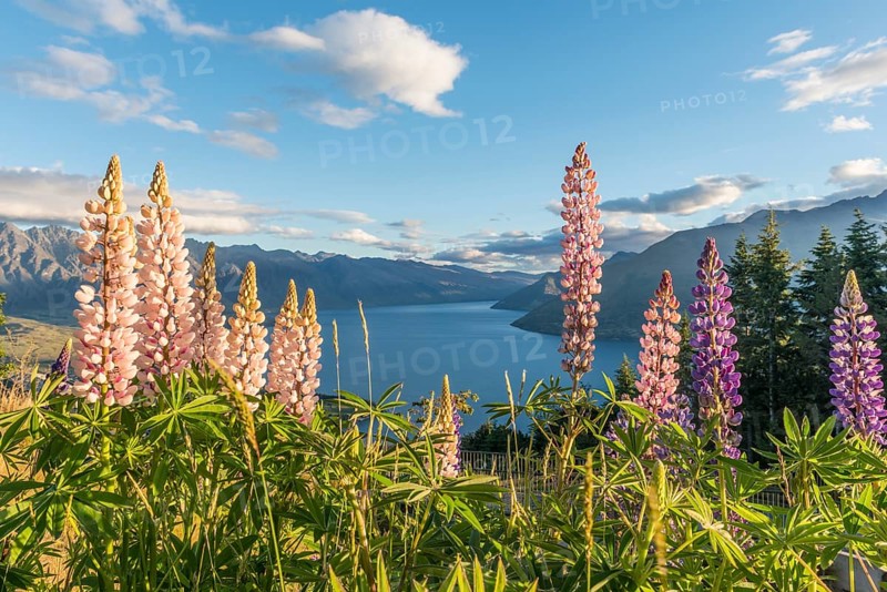 Purple Large-Leaved Lupines