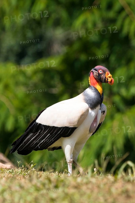 King vulture