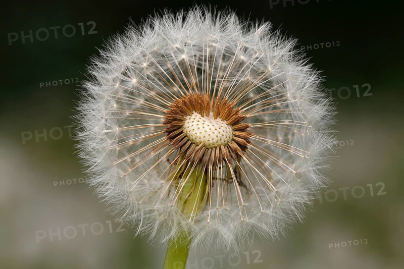 Blowball