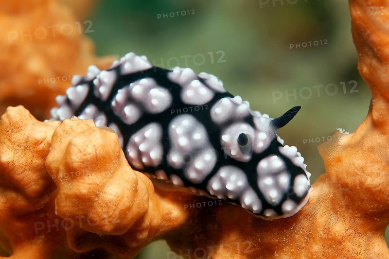 Phyllidiella pustulosa crawling over sponge