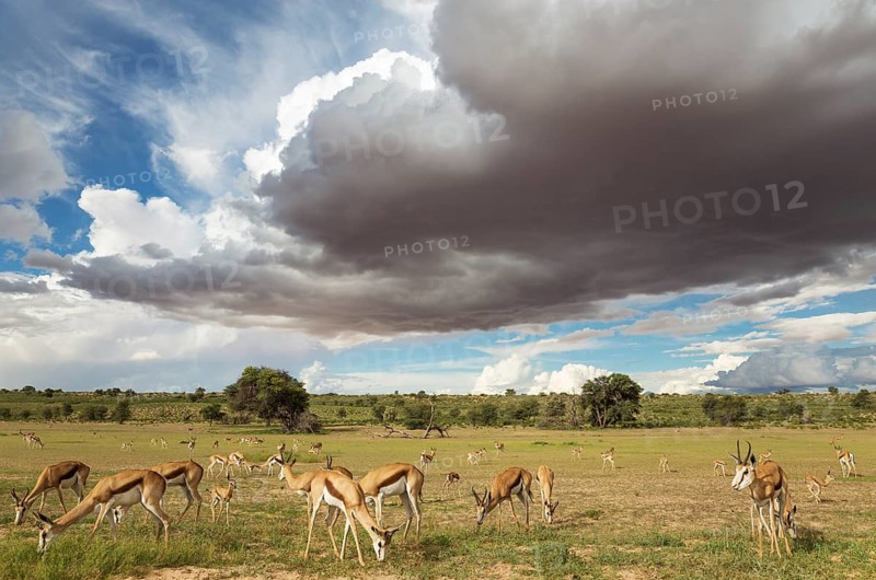 Springboks