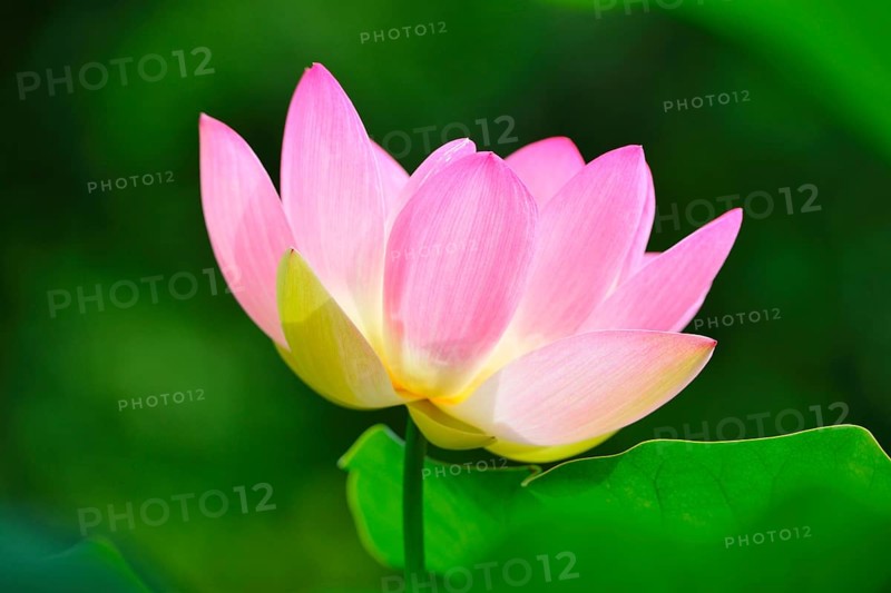 Indian lotus