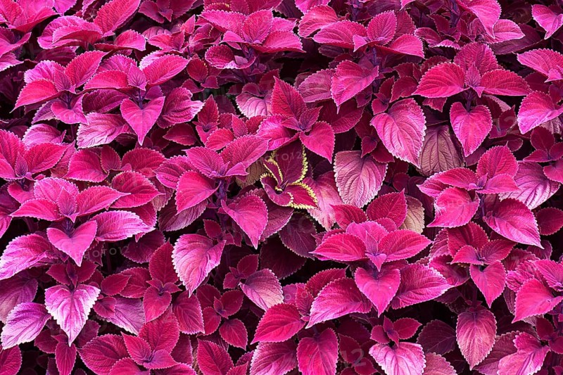 Coleus nettle