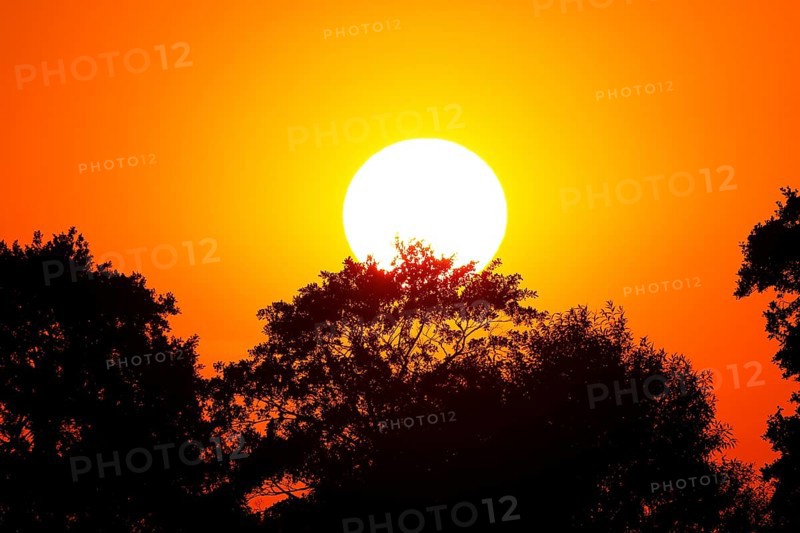Sun behind trees