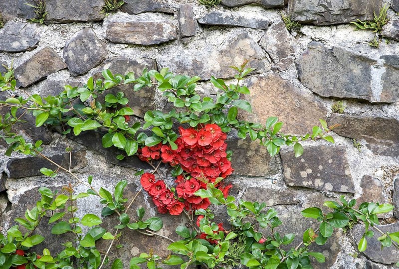 Red flowering quince