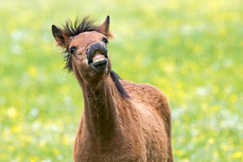 Haflinger foal