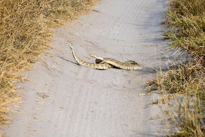 Two puff adders