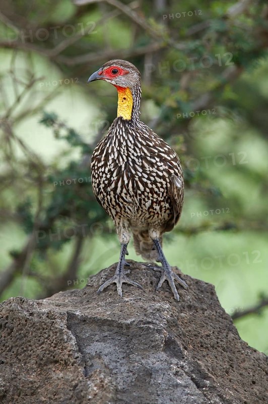 Yellow-throated francolin