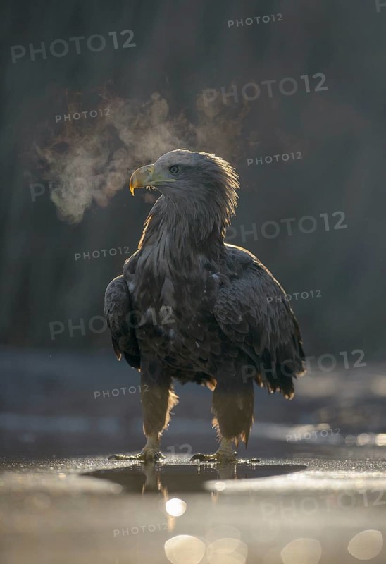 White-tailed eagle