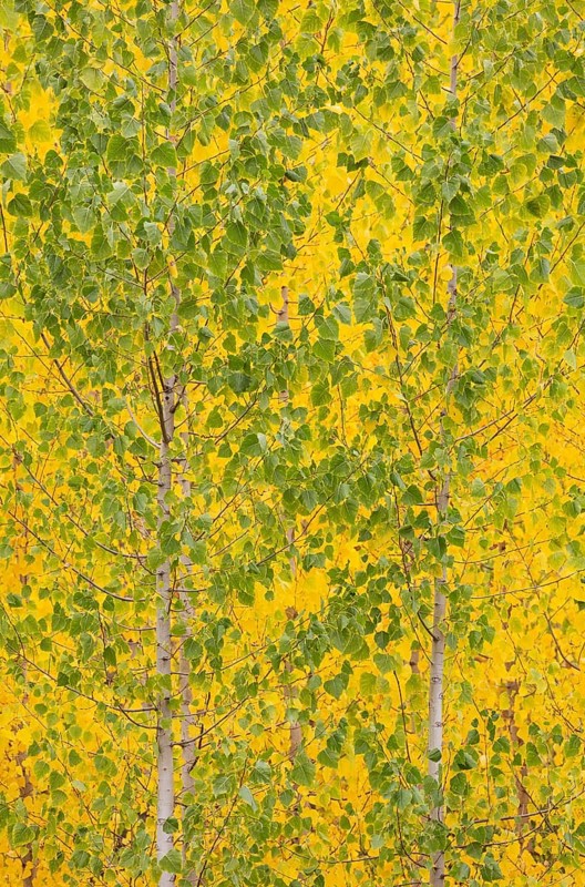 Yellow aspens