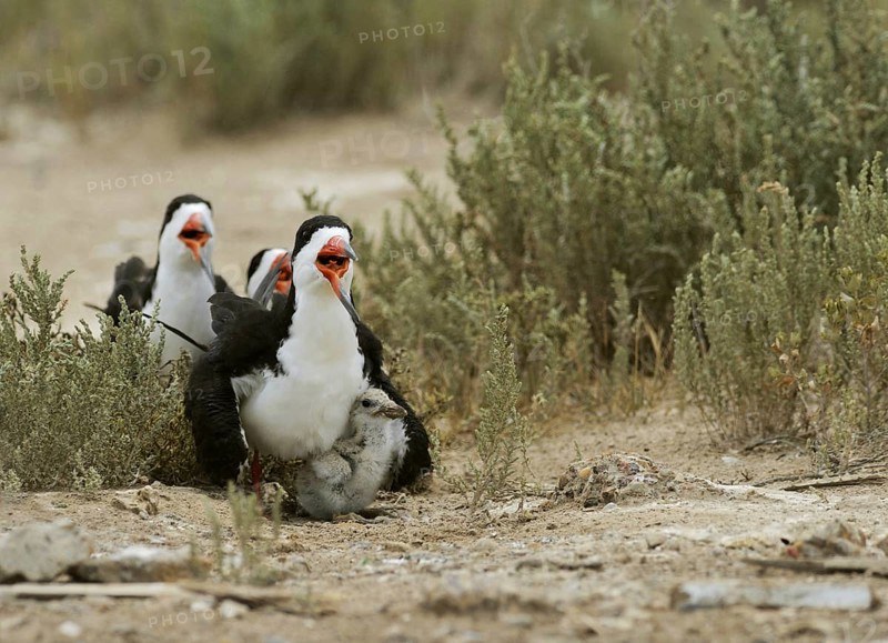 Black Skimmer
