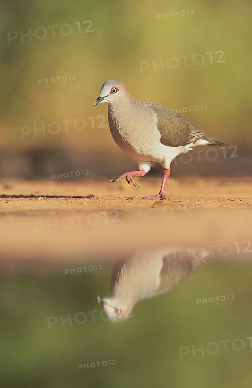 White-tipped Dove