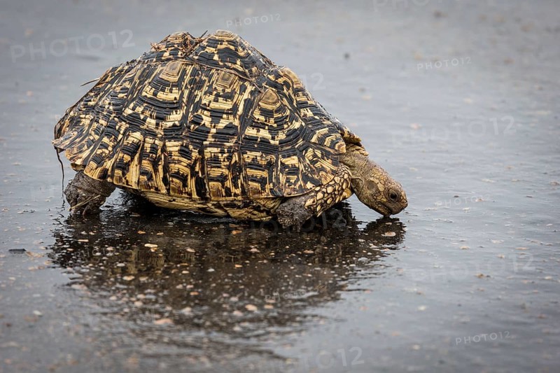 Leopard tortoise