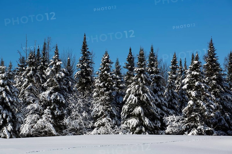 Snow covered forest