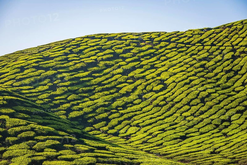 Hill with tea plantations