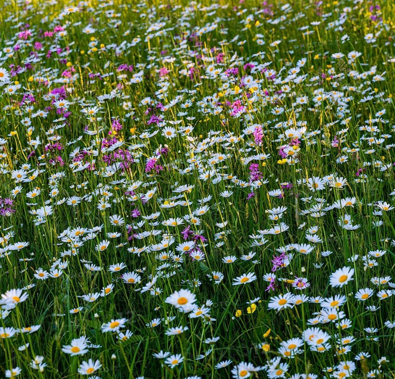 Sea of blossoms