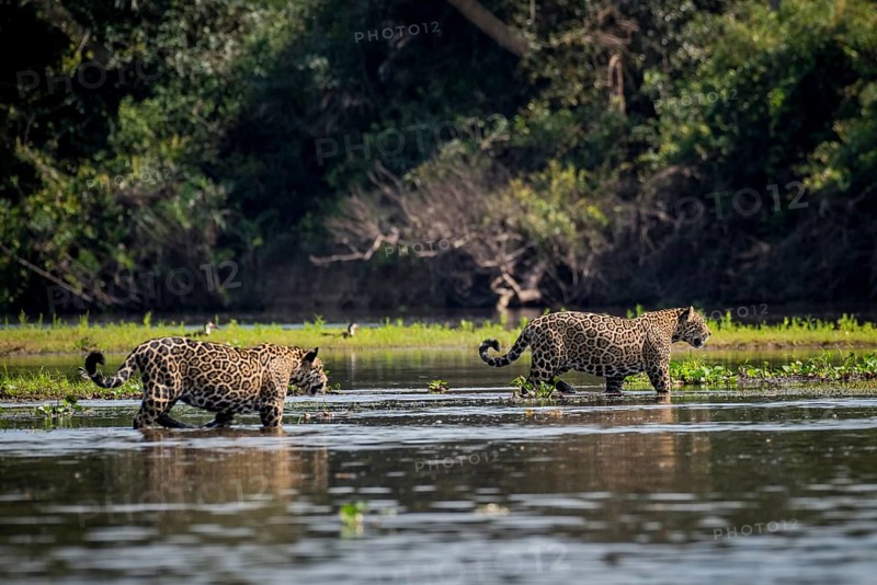 Jaguars