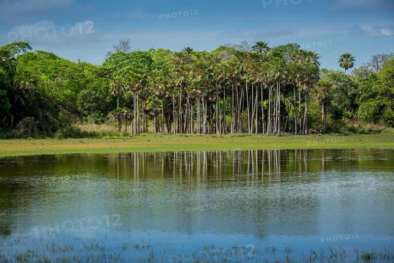 River landscape with palm trees at the Rio Negro
