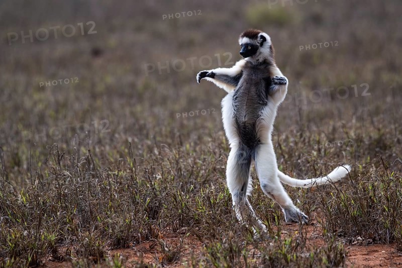 Dancing Verreaux's sifaka
