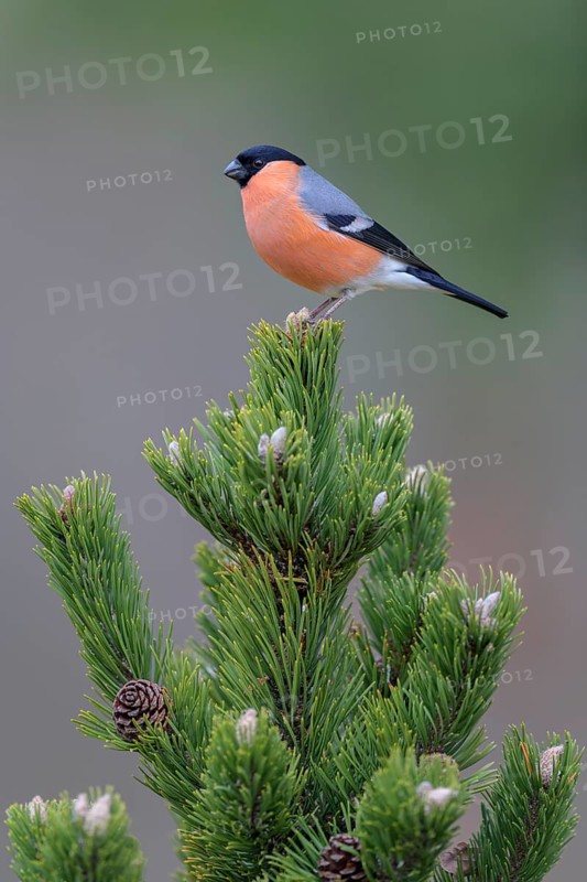 Eurasian bullfinch