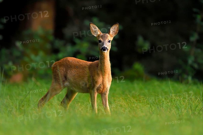 Roe deer