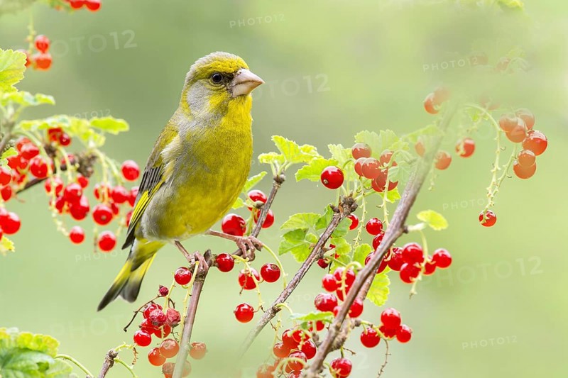 Greenfinch
