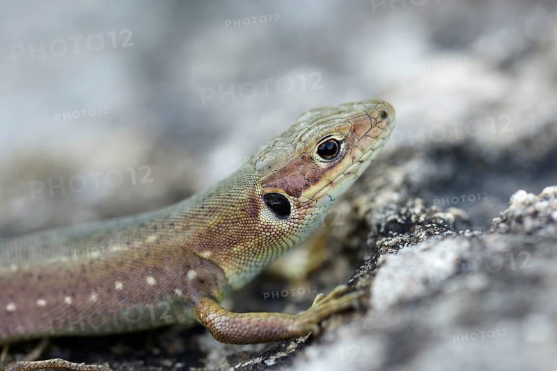 Viviparous lizard