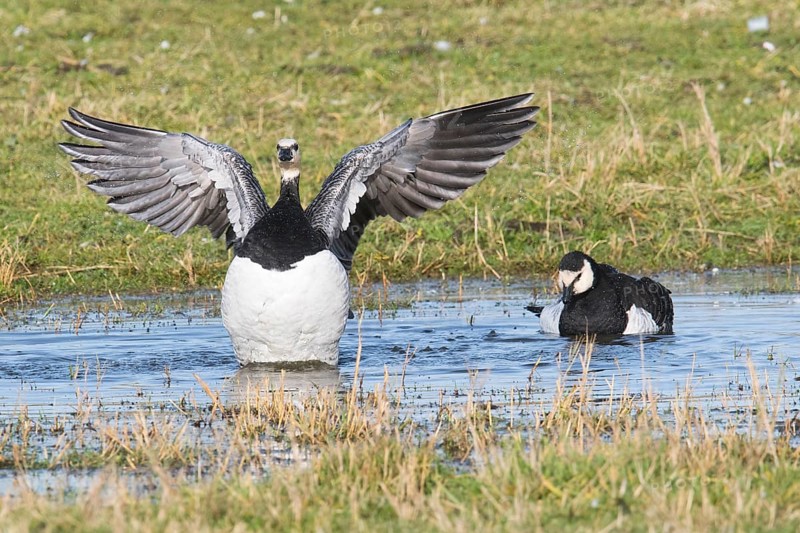 Barnacle geese