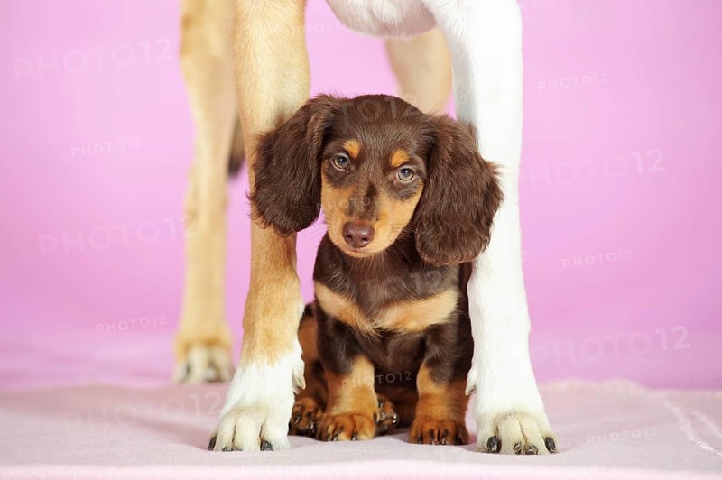 Long Haired Miniature Dachshund