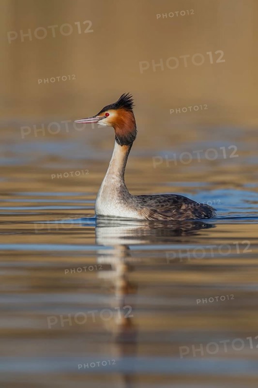 Great crested grebe
