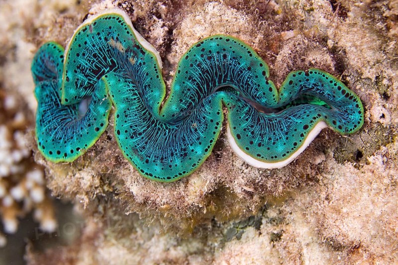 Maxima clam