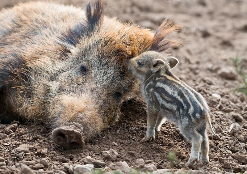 Wild boar