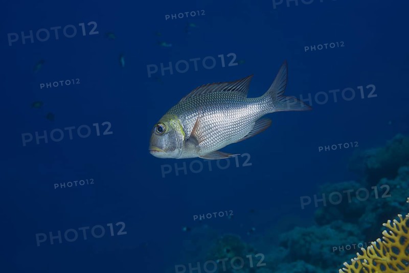 Bigeye Emperor or Humpnose big-eye bream