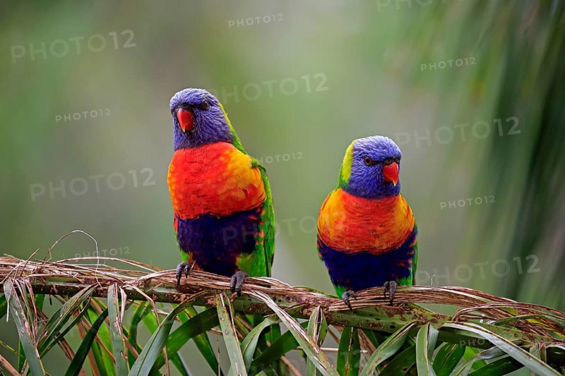 Rainbow Lorikeet