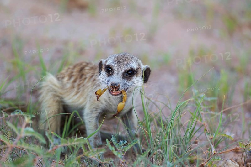 Suricate or meerkat