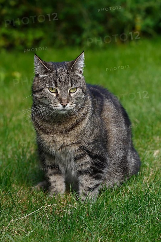 Lykoi