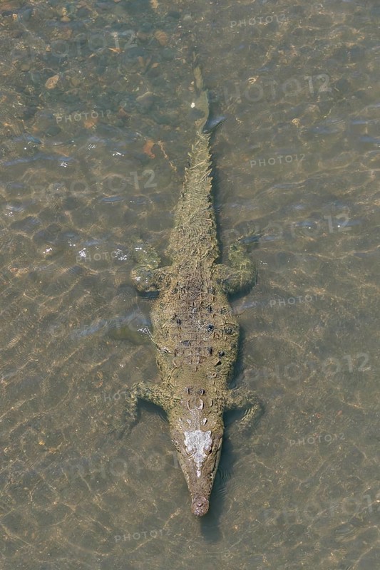 American crocodile