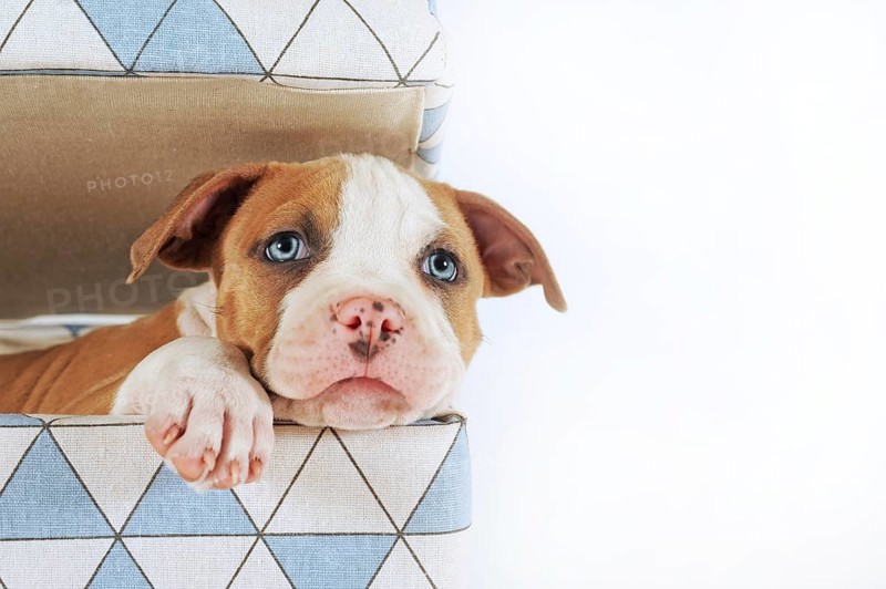 American Staffordshire Terrier