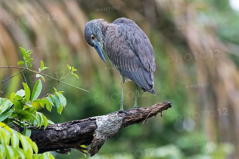 Young crab heron