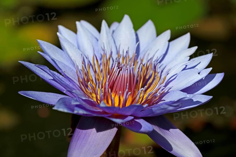 Blue Lotus