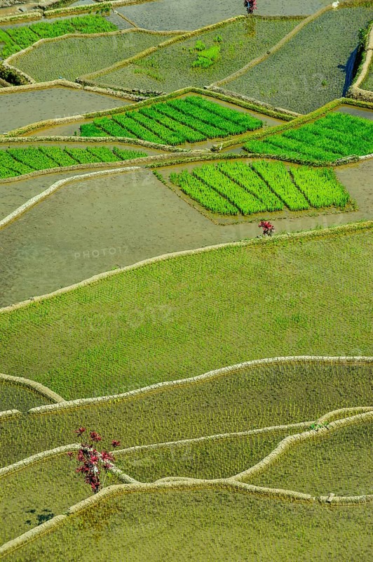 Rice terraces of Banaue