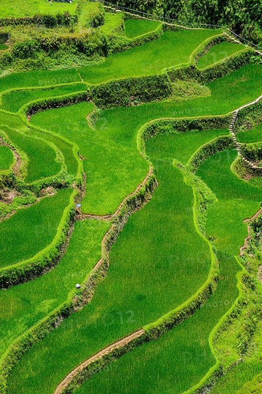 Bangaan in the rice terraces of Banaue