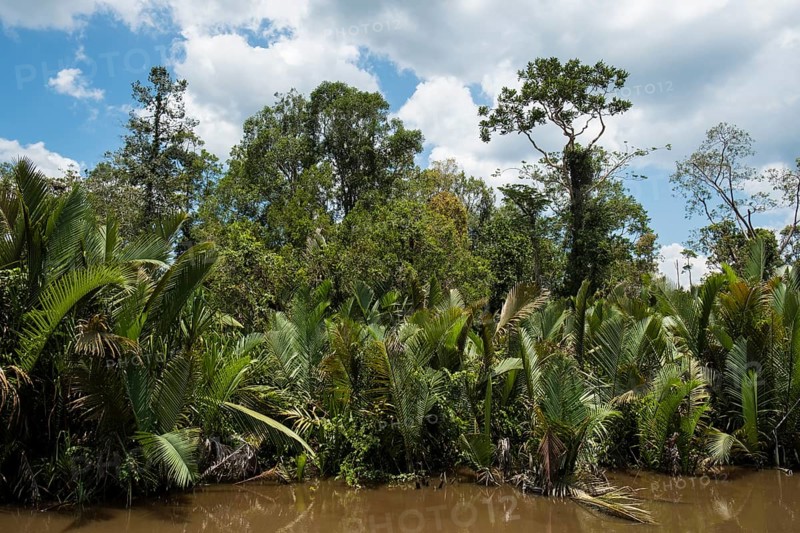 Dense embankment with palm trees