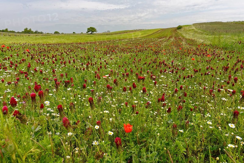 Flowering crimson clover field