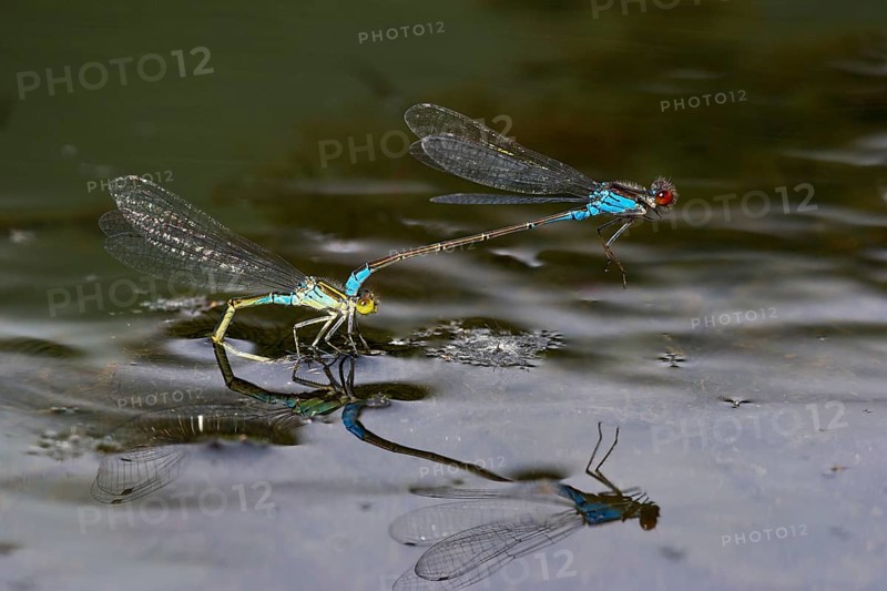 Small red-eyed damselflies